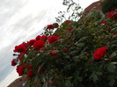 DSCN3425
