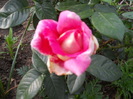 DSCN3428