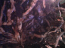 radacini