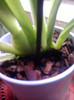 Dupa replantare