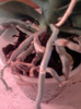 Phalae in custodie