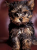 pic147632_caine_Yorkshire_terrier