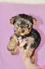vand-pui-yorkshire-terrier-toy-iasi_rev002