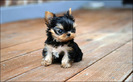 yorkshire_terrier_010