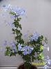 319_6403 - plumbago