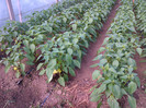 IMG-20120530-00052