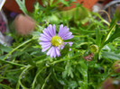 Swan River Daisy (2012, May 25)