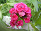Dianthus barbatus (2012, May 30)