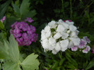 Dianthus barbatus (2012, May 30)