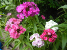Dianthus barbatus (2012, May 30)