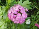 Dianthus barbatus (2012, May 30)