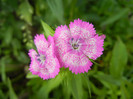 Dianthus barbatus (2012, May 30)