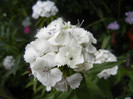 Dianthus barbatus (2012, May 30)