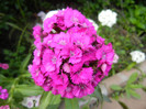 Dianthus barbatus (2012, May 30)