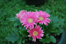 gerbera