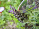 Lavender Dark Royalty (2012, May 30)