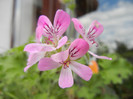 Mango Scented Geranium (2012, May 30)