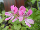 Mango Scented Geranium (2012, May 30)