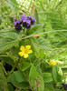 Heliotrope & Oxalis stricta (2012, May 17)