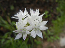 Allium amplectens (2012, May 30)