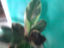 Ficus variegat