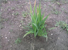 gladiole( au rezistat peste iarna)