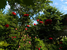 DSCN6581