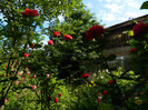 DSCN6582
