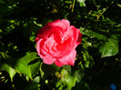DSCN6584