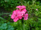 DSCN6623