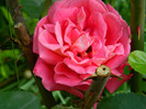 DSCN6628