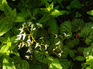 DSCN6635