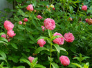 DSCN6636