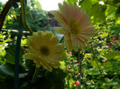 DSCN6656