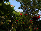 DSCN6669