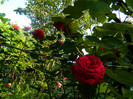DSCN6670