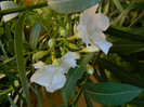 DSCN6710