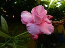 DSCN6711