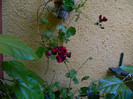 DSCN6720