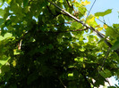 DSCN6727