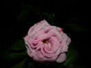 DSCN6742