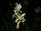 DSCN6744