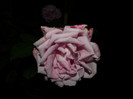 DSCN6745