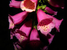 DSCN6746