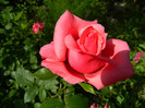 DSCN6764