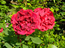 DSCN6766
