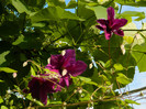 DSCN6781