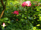 DSCN6783