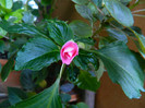 DSCN6787