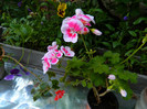 DSCN6797